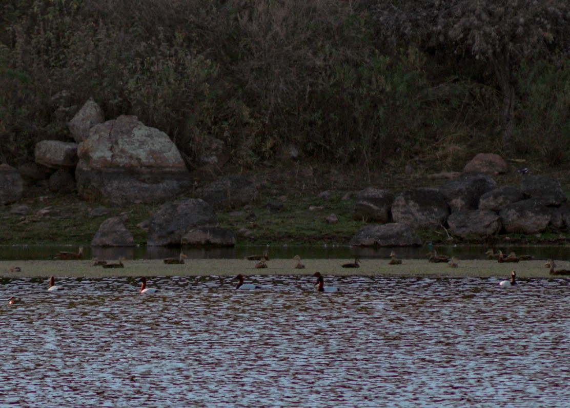 帆背潛鴨 - ML646977119