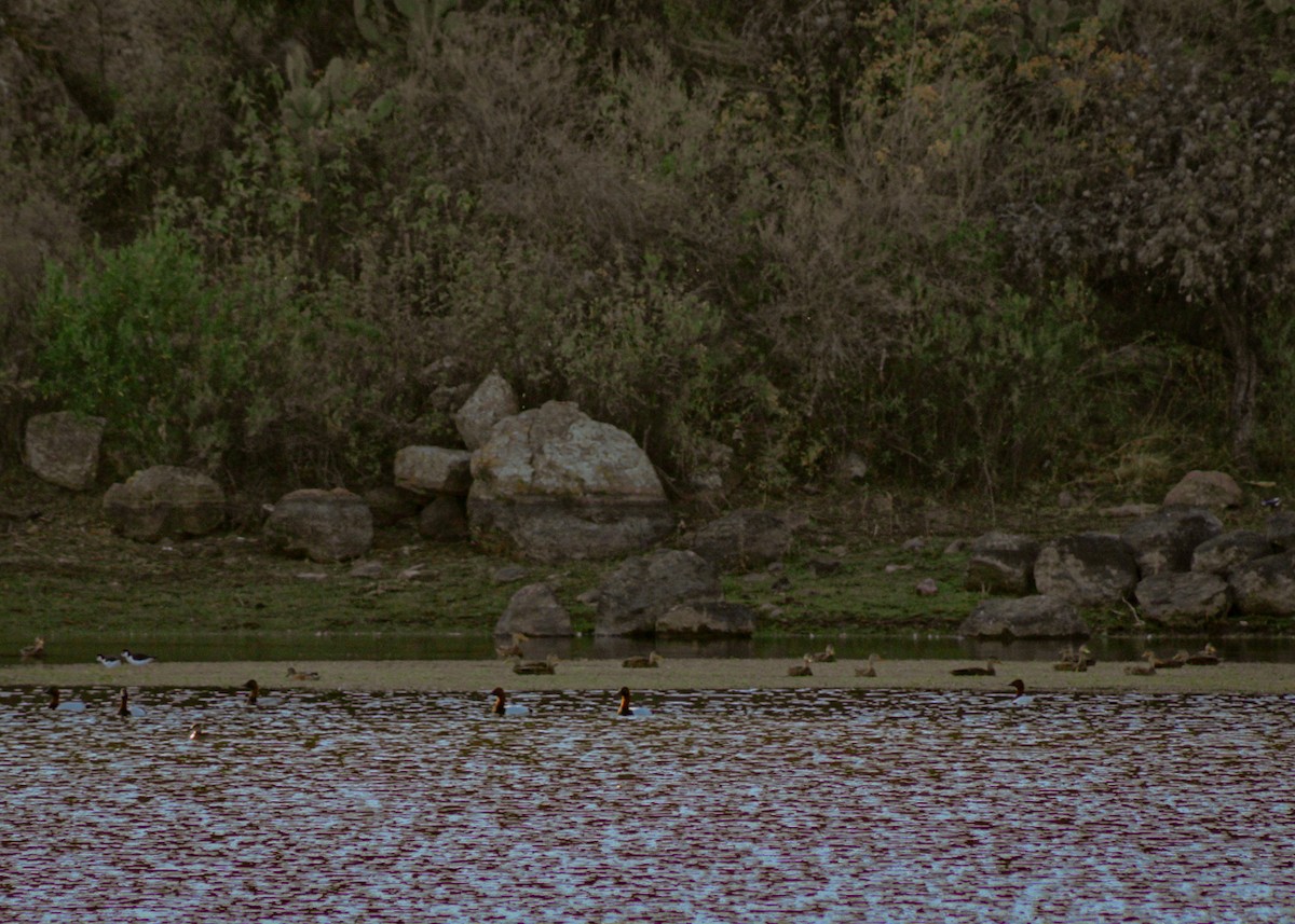 帆背潛鴨 - ML646977120