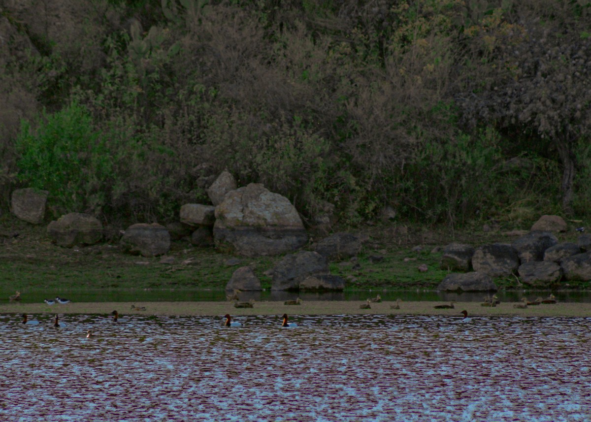 帆背潛鴨 - ML646977121