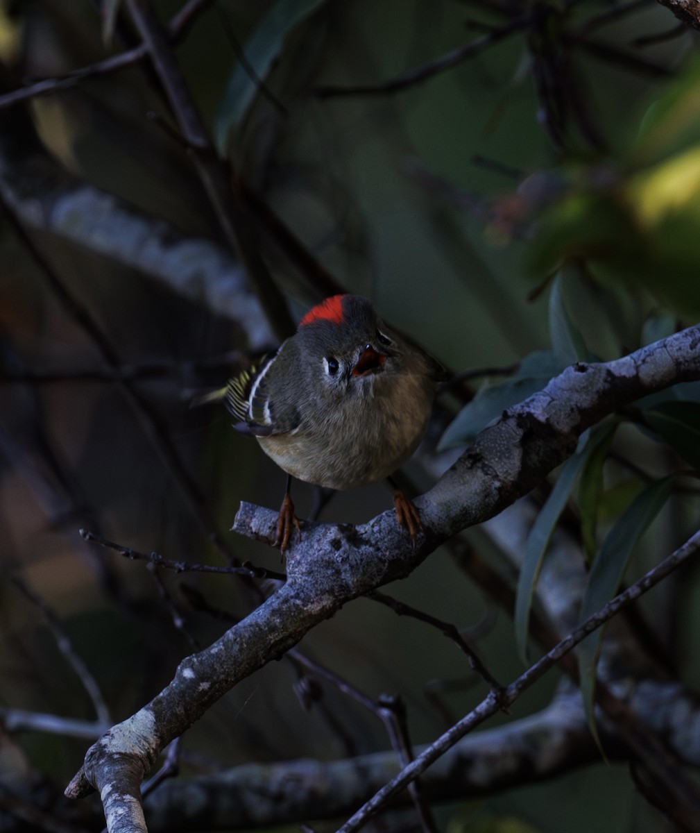 rubinfuglekonge - ML646977122