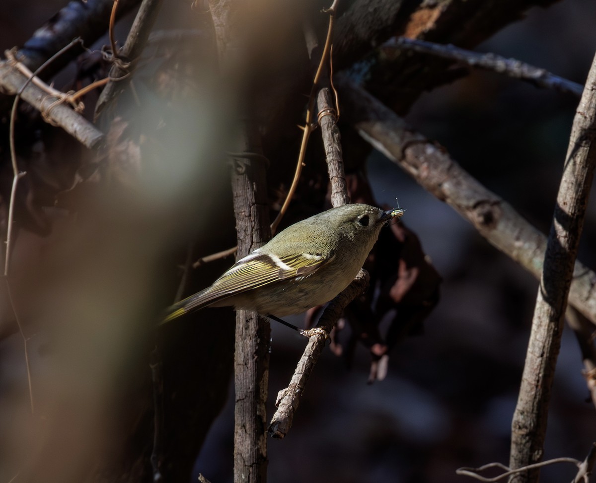 rubinfuglekonge - ML646977123