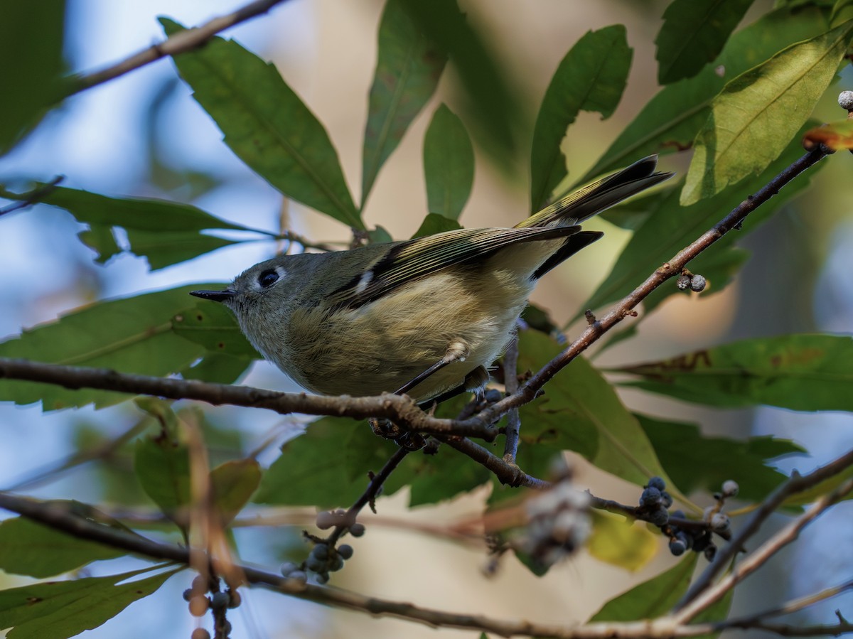 rubinfuglekonge - ML646977124