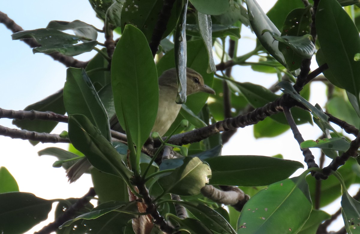 Yucatan Vireo - ML646977125