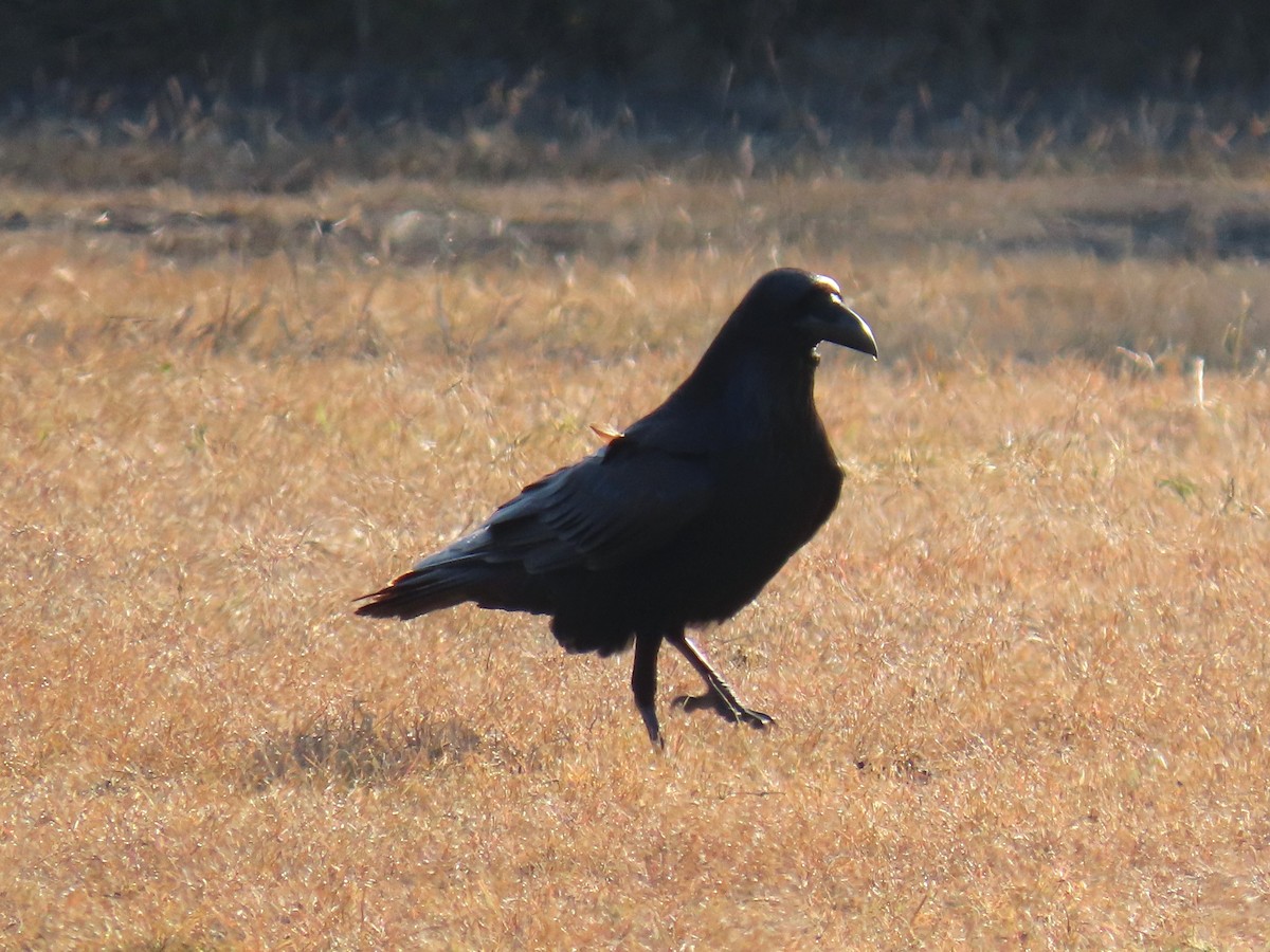 krkavec velký - ML646977126