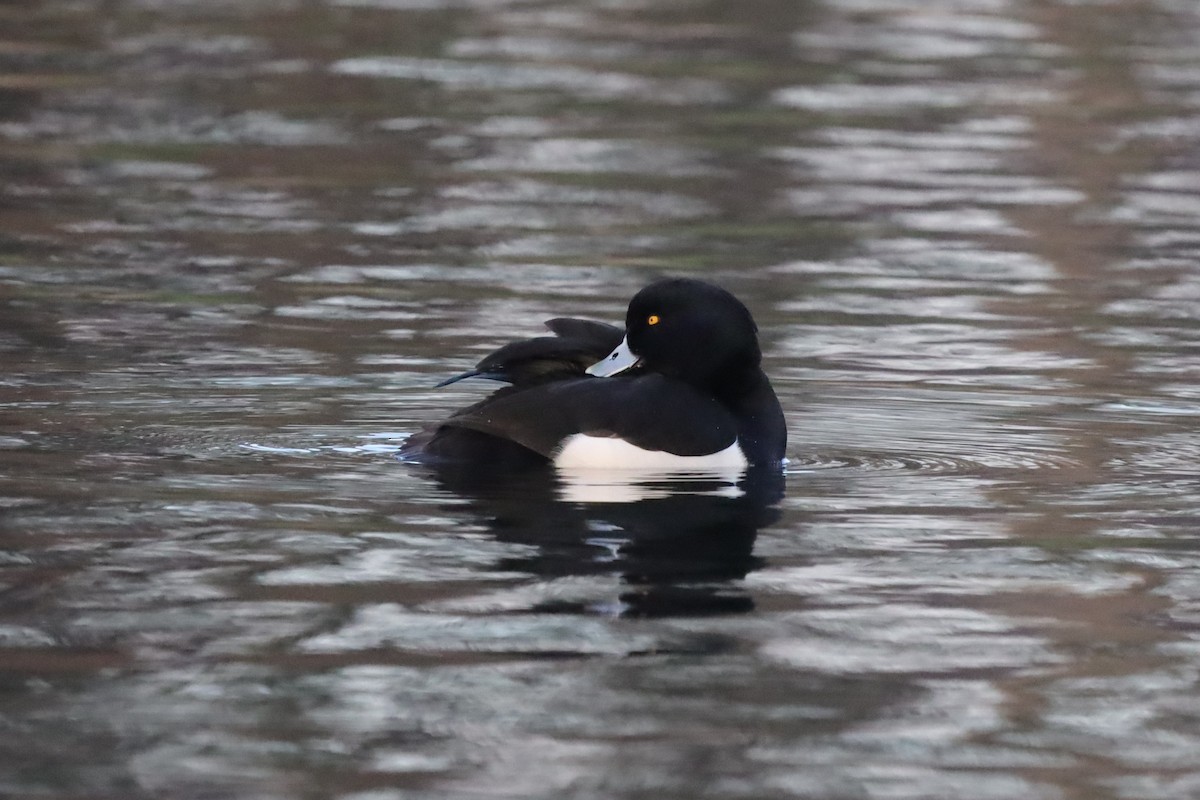 Гэзэгт шумбуур - ML646977127