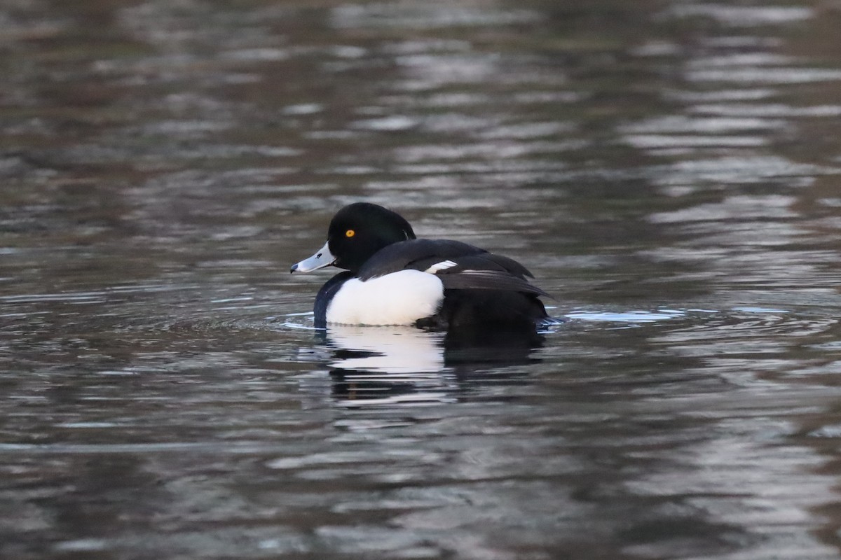 Гэзэгт шумбуур - ML646977128