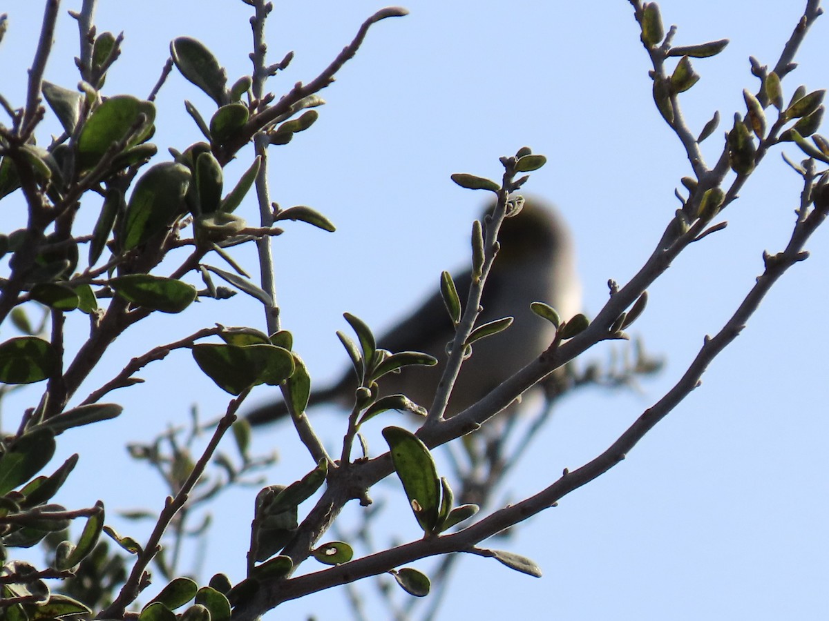 moudivláček žlutohlavý - ML646977131