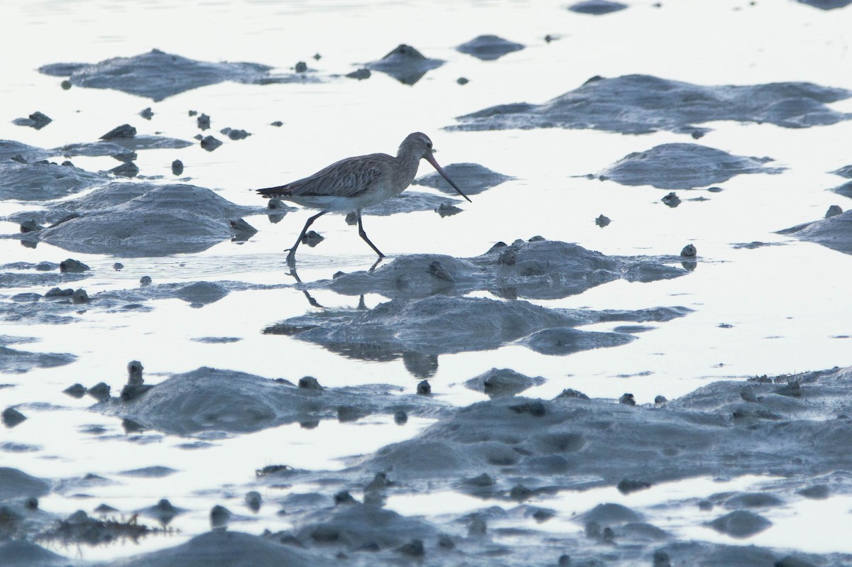 Bar-tailed Godwit - ML646977132