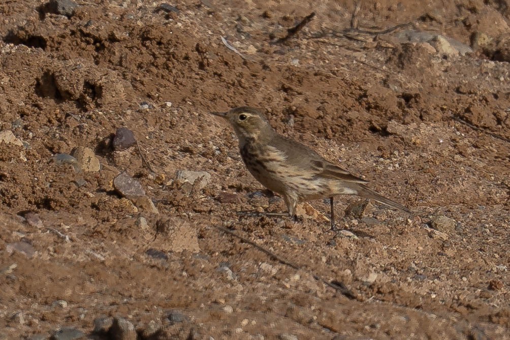 kanadapiplerke - ML646977133