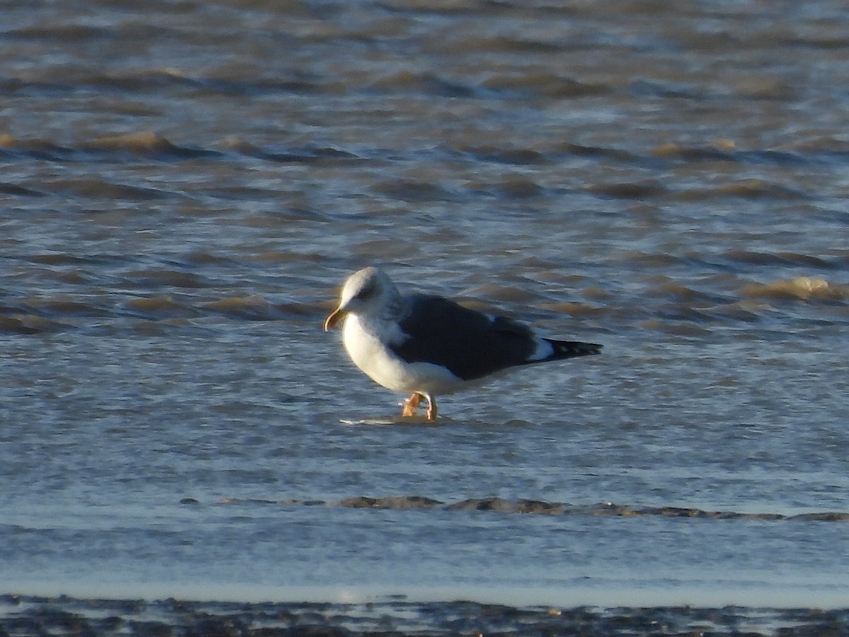 Lesser Black-backed Gull - ML646977135