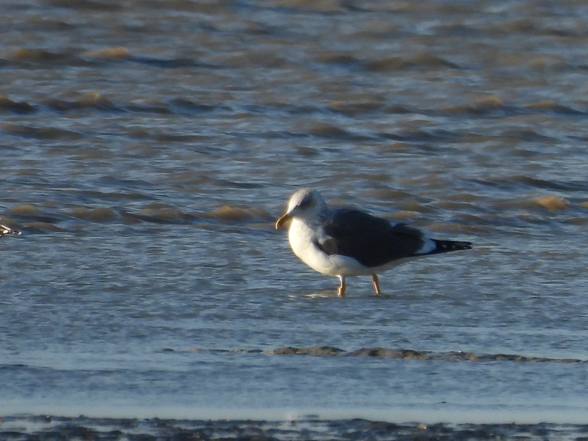 Lesser Black-backed Gull - ML646977136