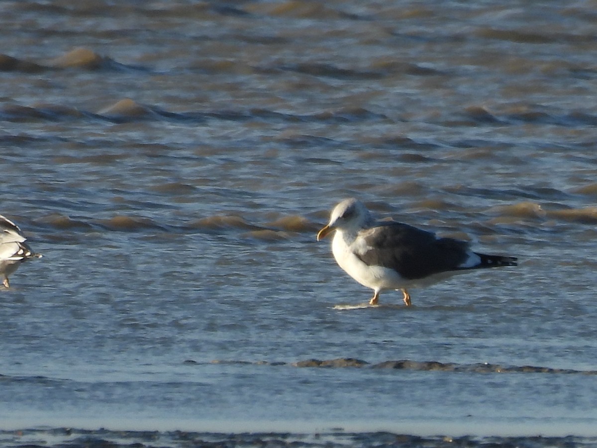 Lesser Black-backed Gull - ML646977137