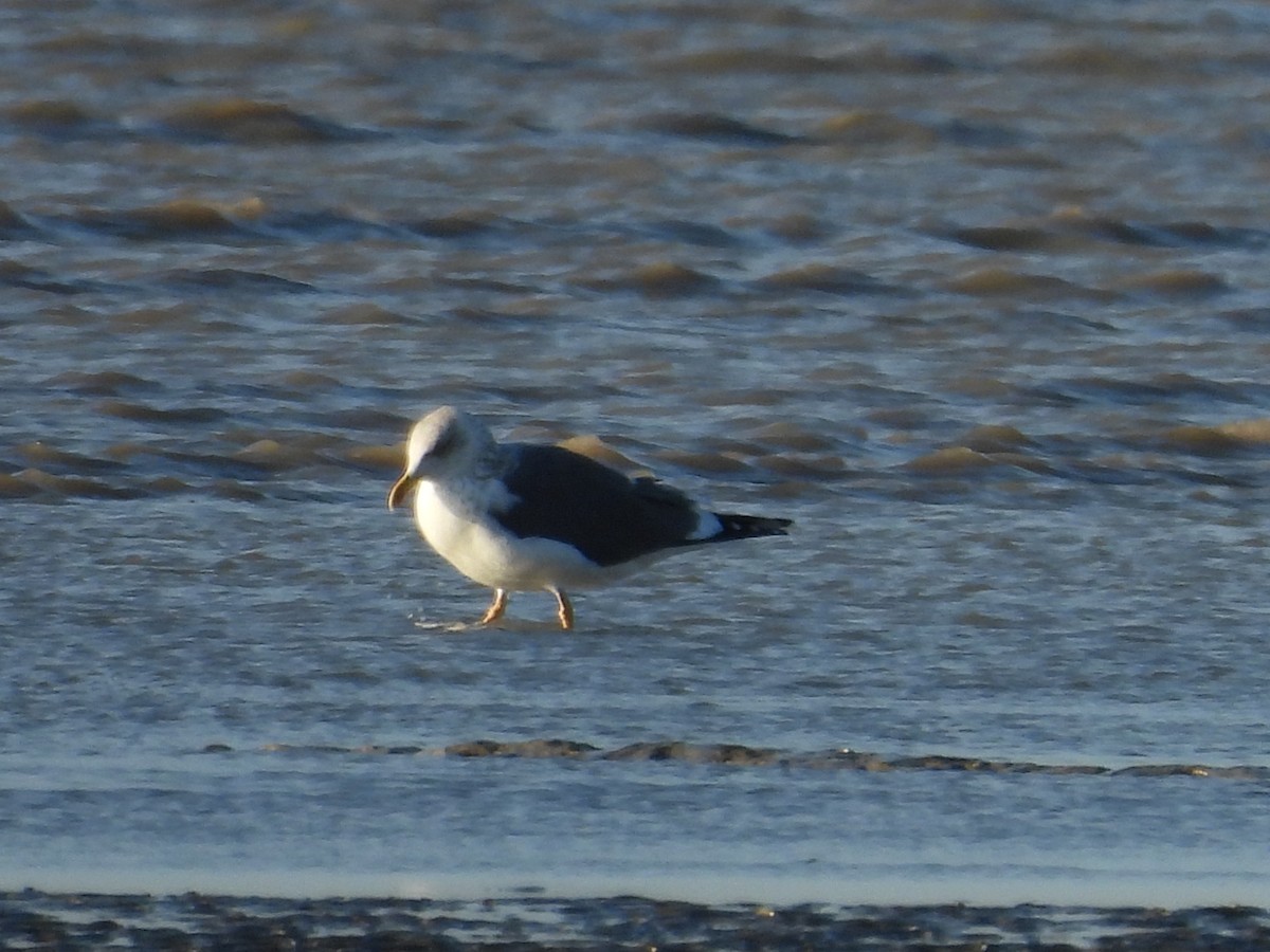 Lesser Black-backed Gull - ML646977138