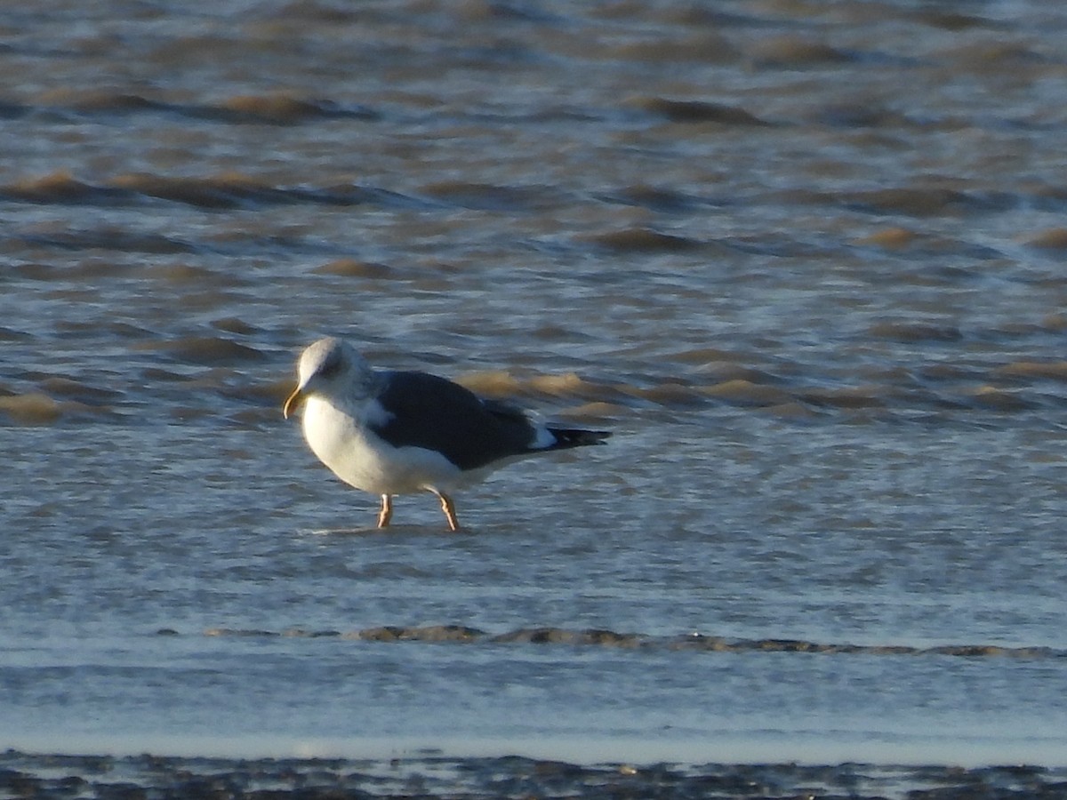 Lesser Black-backed Gull - ML646977139