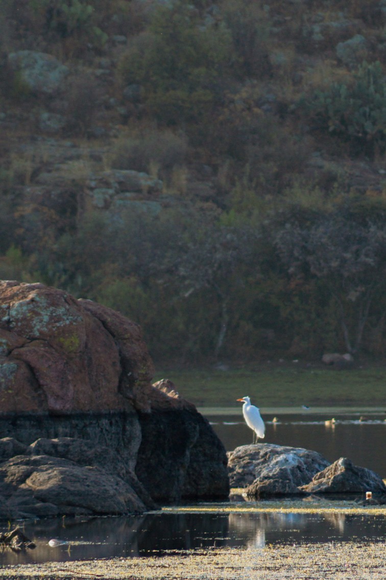 大白鷺 - ML646977142