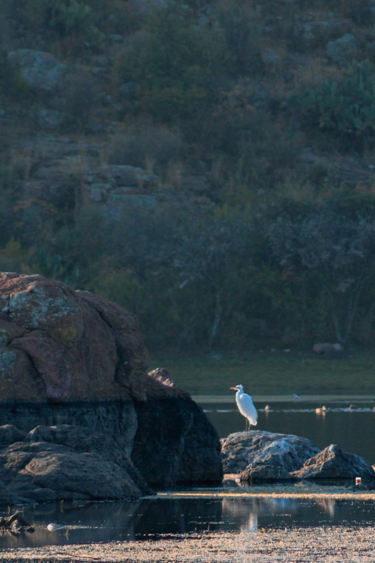 大白鷺 - ML646977143