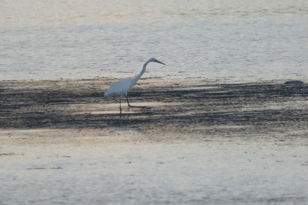 Great Egret - ML646977144