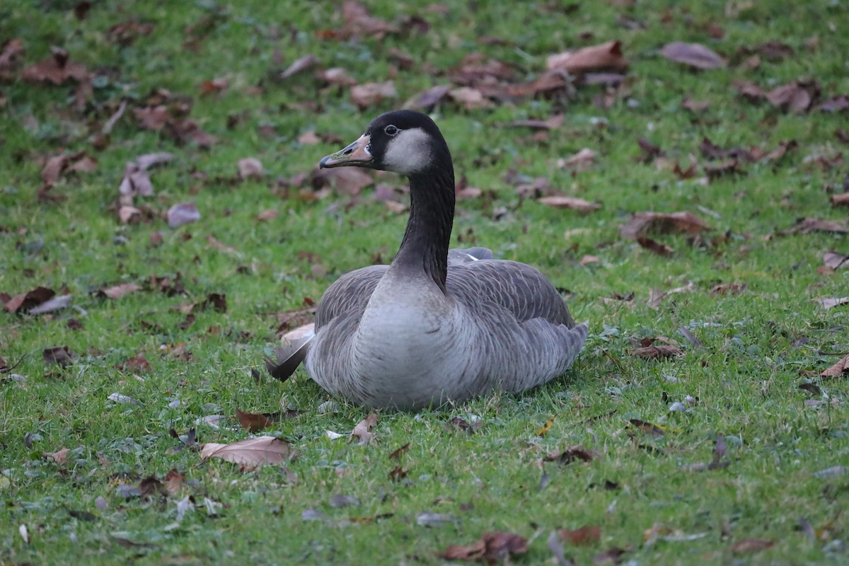 Бор х Канад галуу (эрлийз) - ML646977147