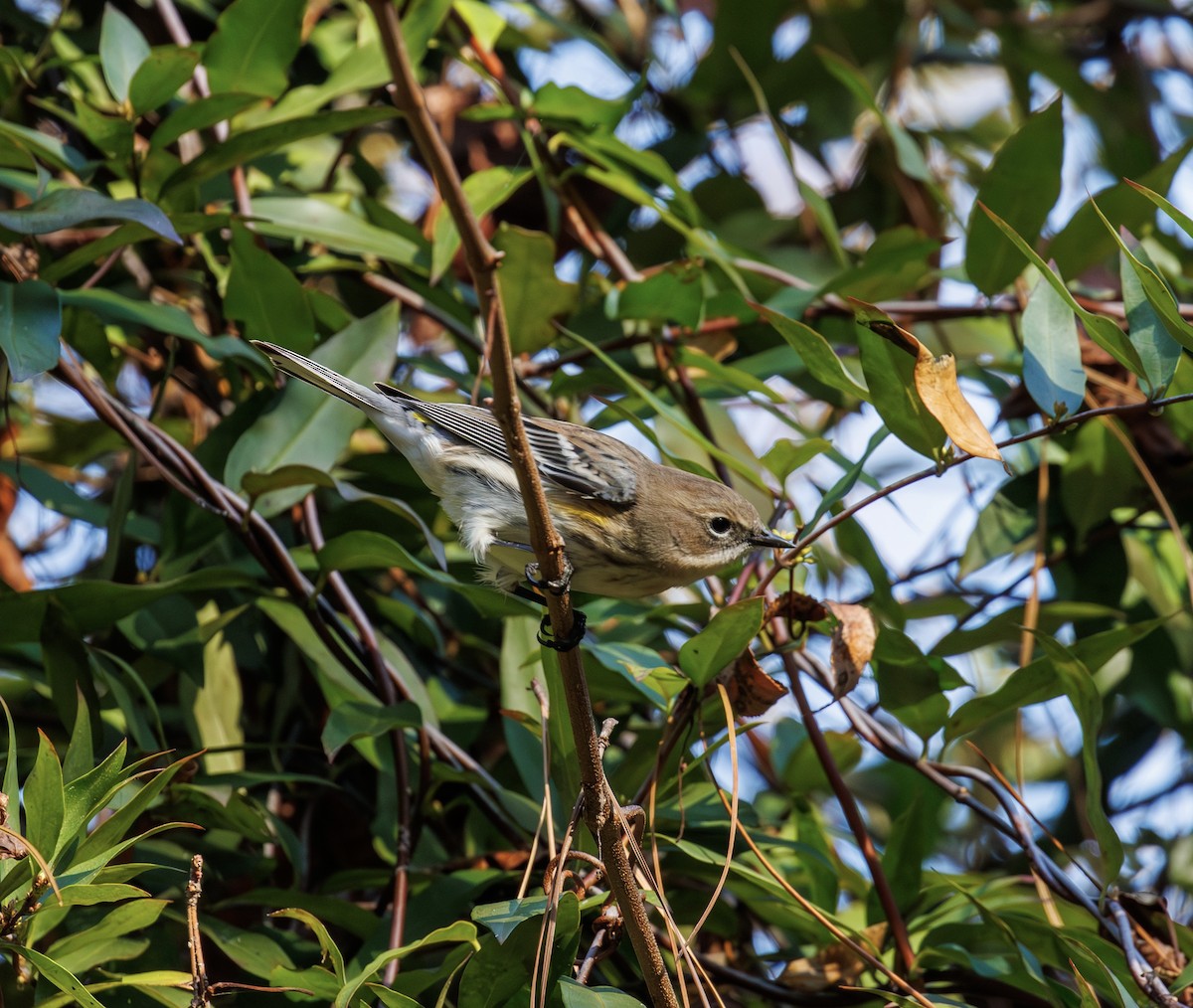 myrteparula - ML646977148