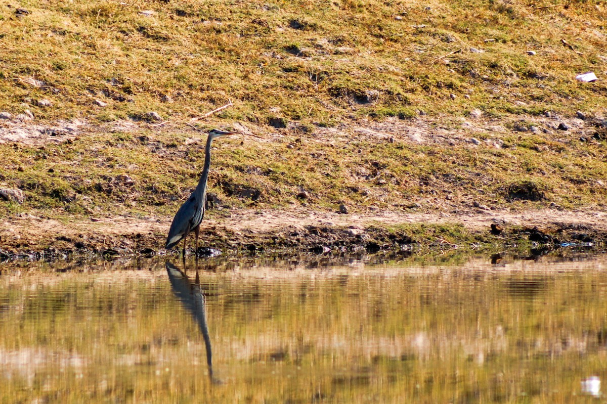 Great Blue Heron - ML646977149