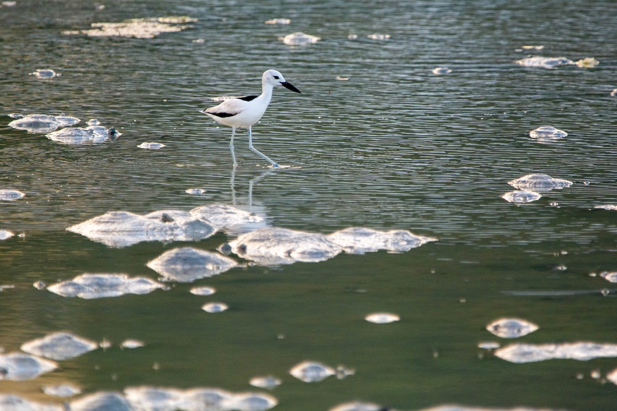 Crab-Plover - ML646977153