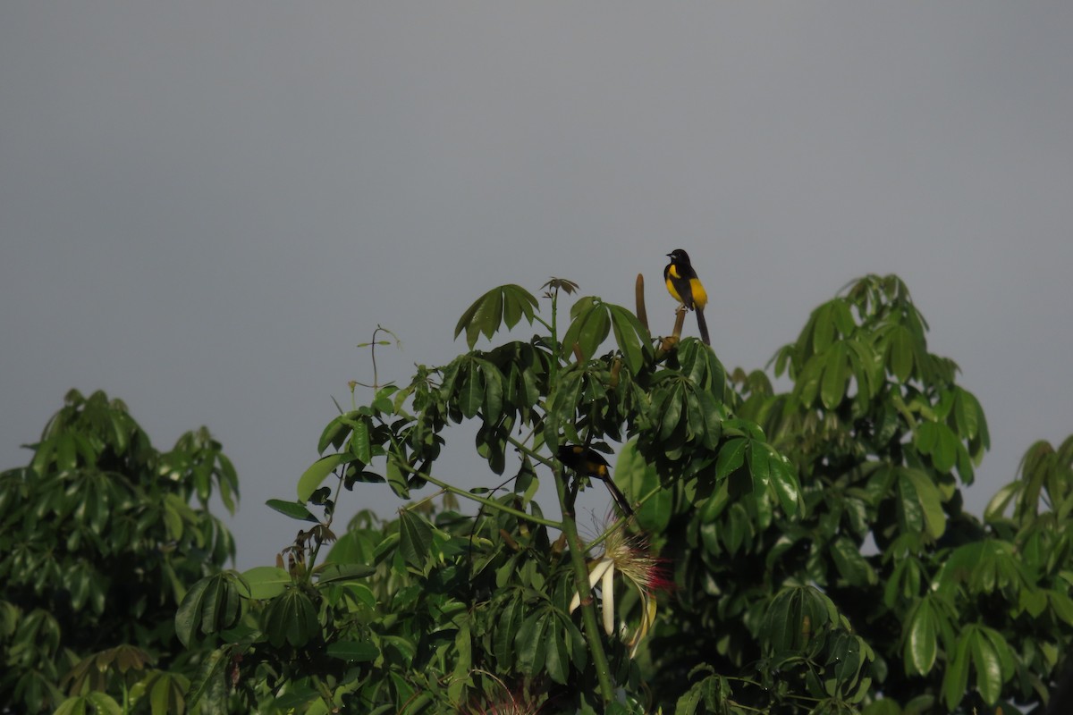 Black-cowled Oriole - ML646977154