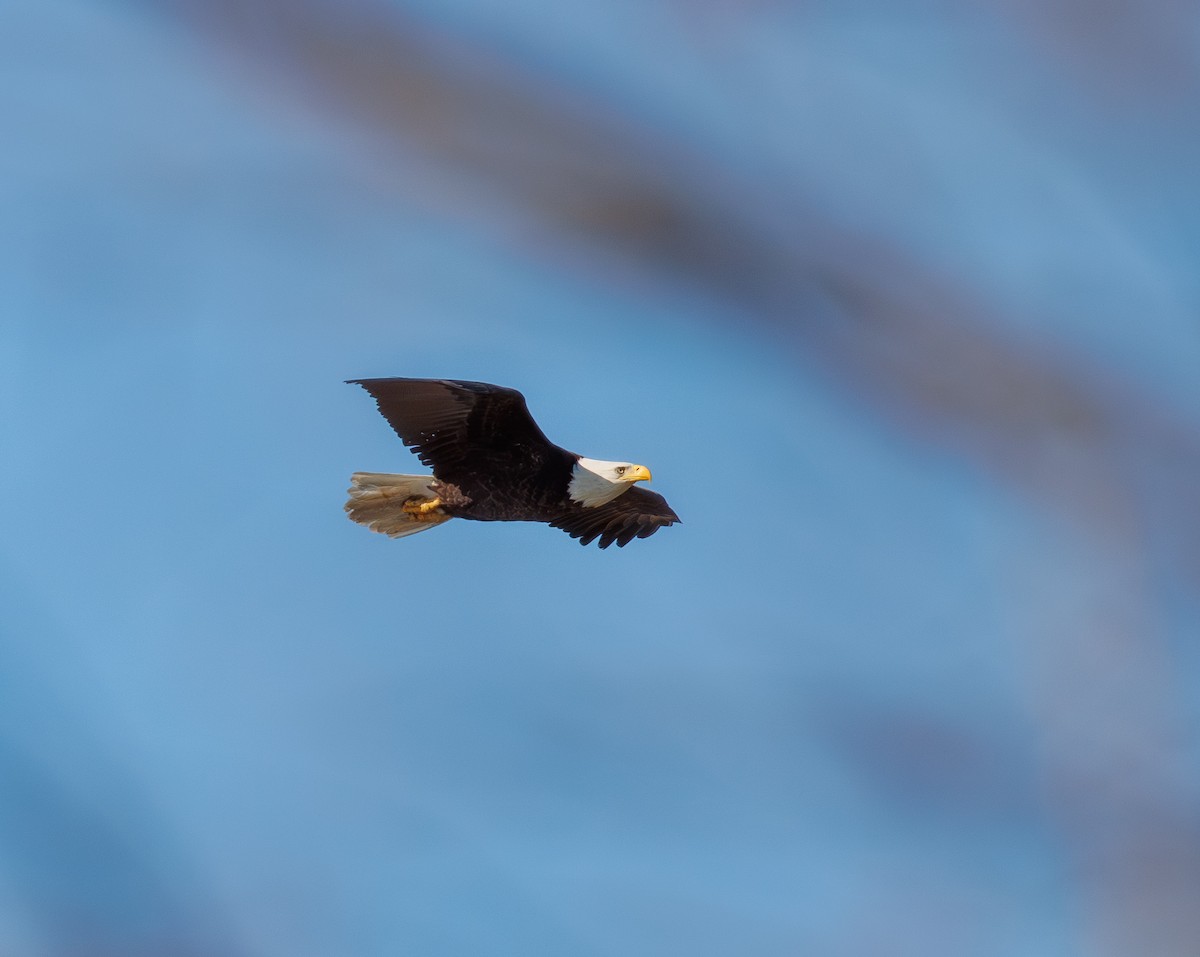 hvithodehavørn - ML646977158