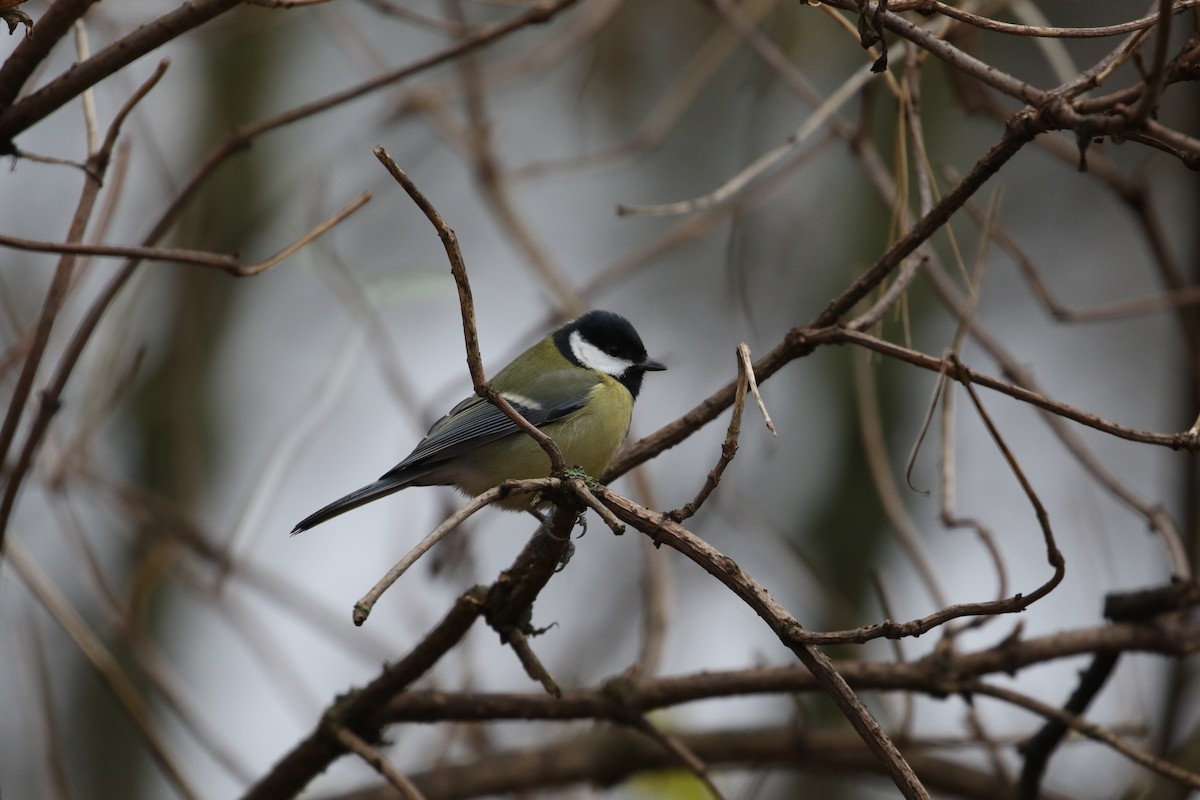 Great Tit - ML646977159