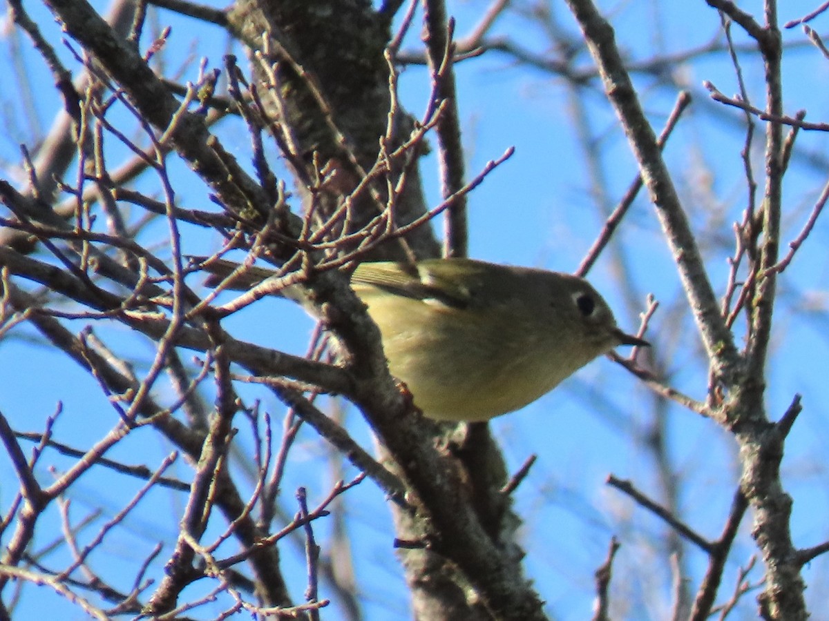 králíček americký - ML646977161