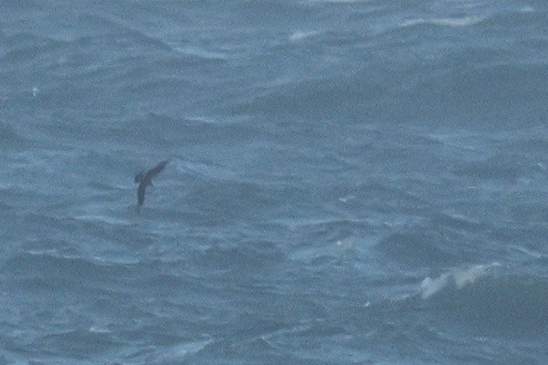 Marikaka isatslaburra - ML646977162