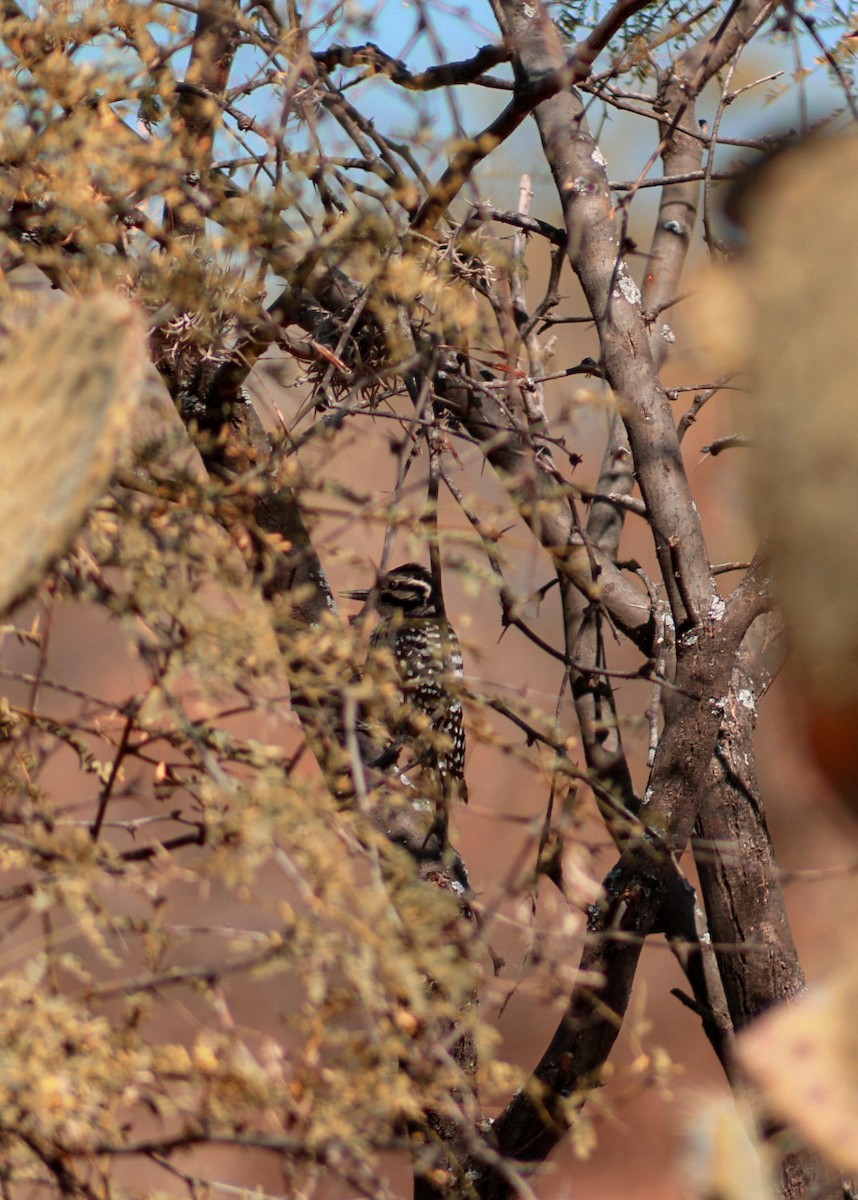 Ladder-backed Woodpecker - ML646977166