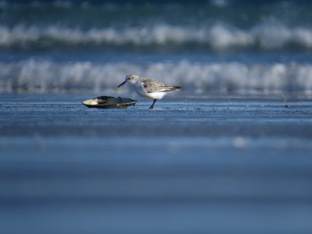 Sanderling - ML646977167