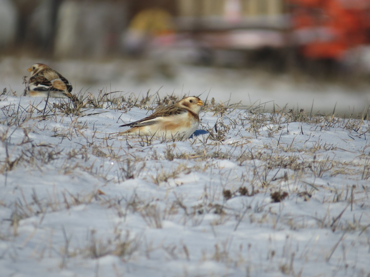 Snow Bunting - ML646977175