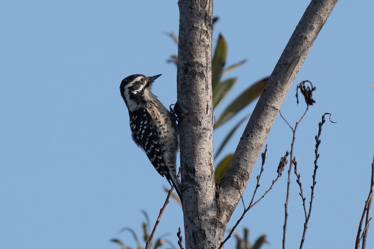 kaliforniaspett - ML646977177