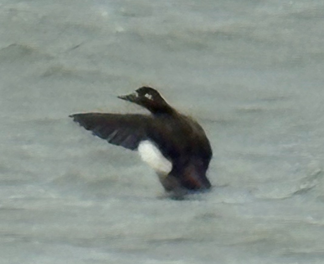 Белокрылый турпан - ML646977178