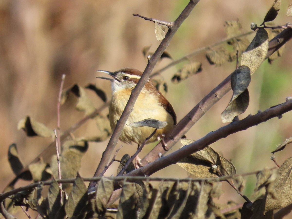 střízlík karolínský - ML646977179