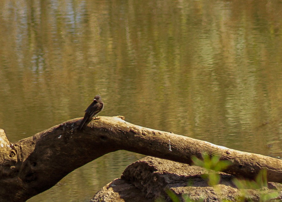 Black Phoebe - ML646977180