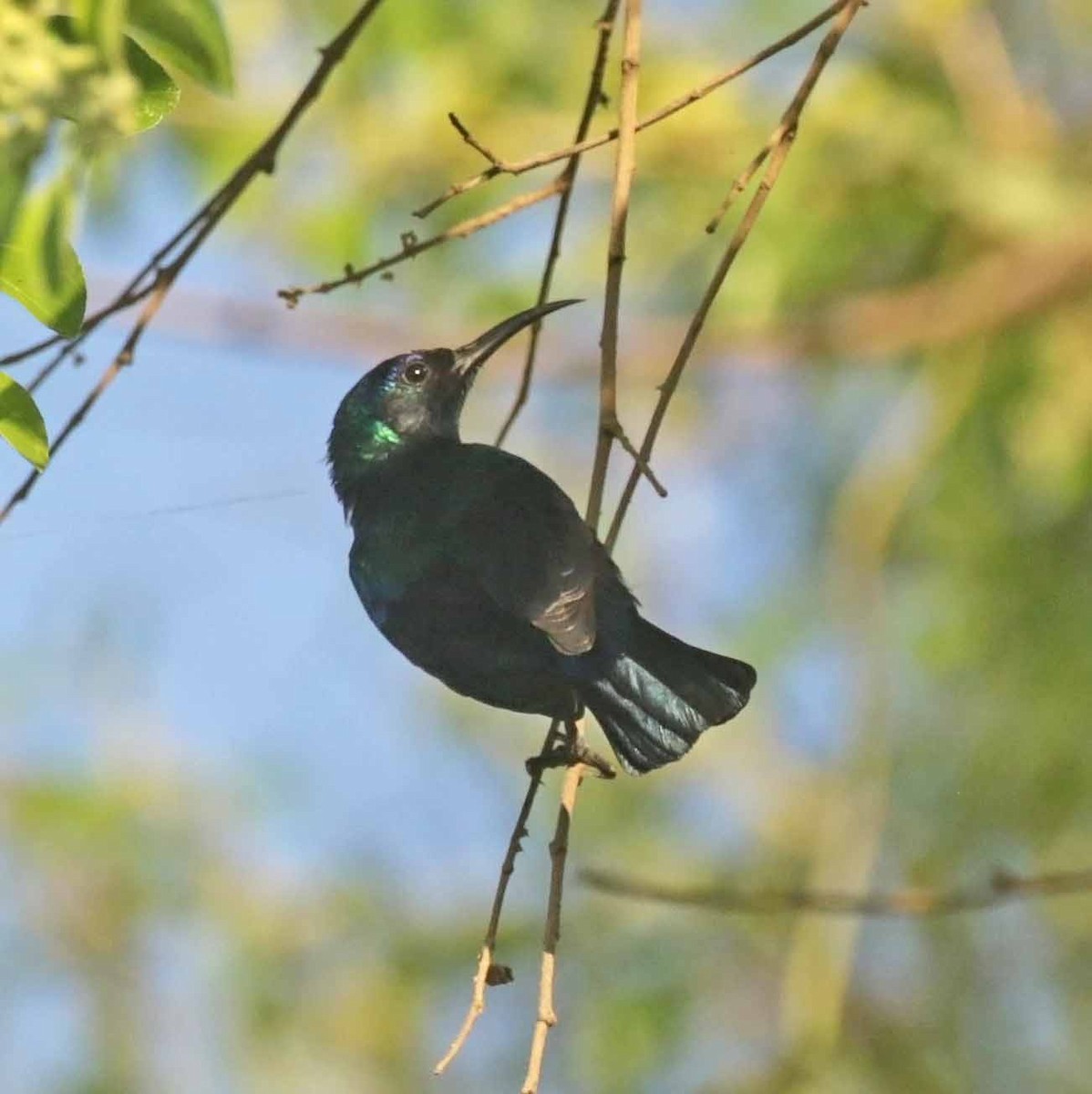 Arabian Sunbird - ML646977181