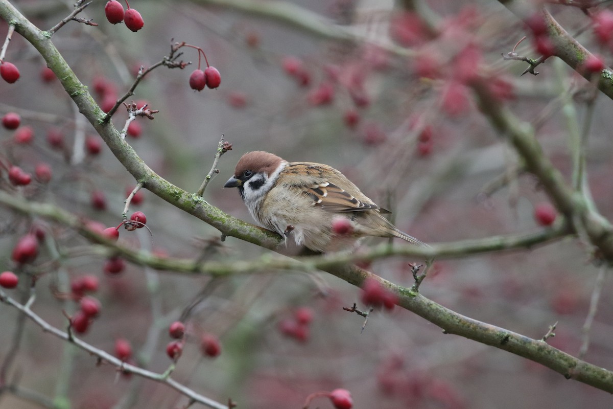Eurasian Tree Sparrow - ML646977185