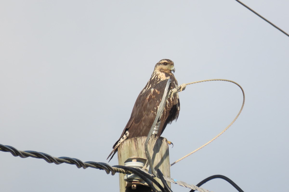 Common Black Hawk - ML646977188