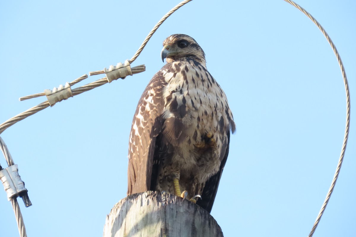 Common Black Hawk - ML646977189