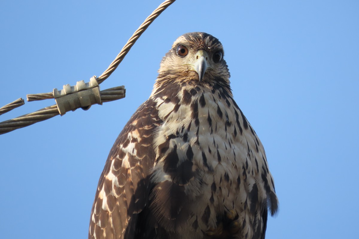 Common Black Hawk - ML646977190