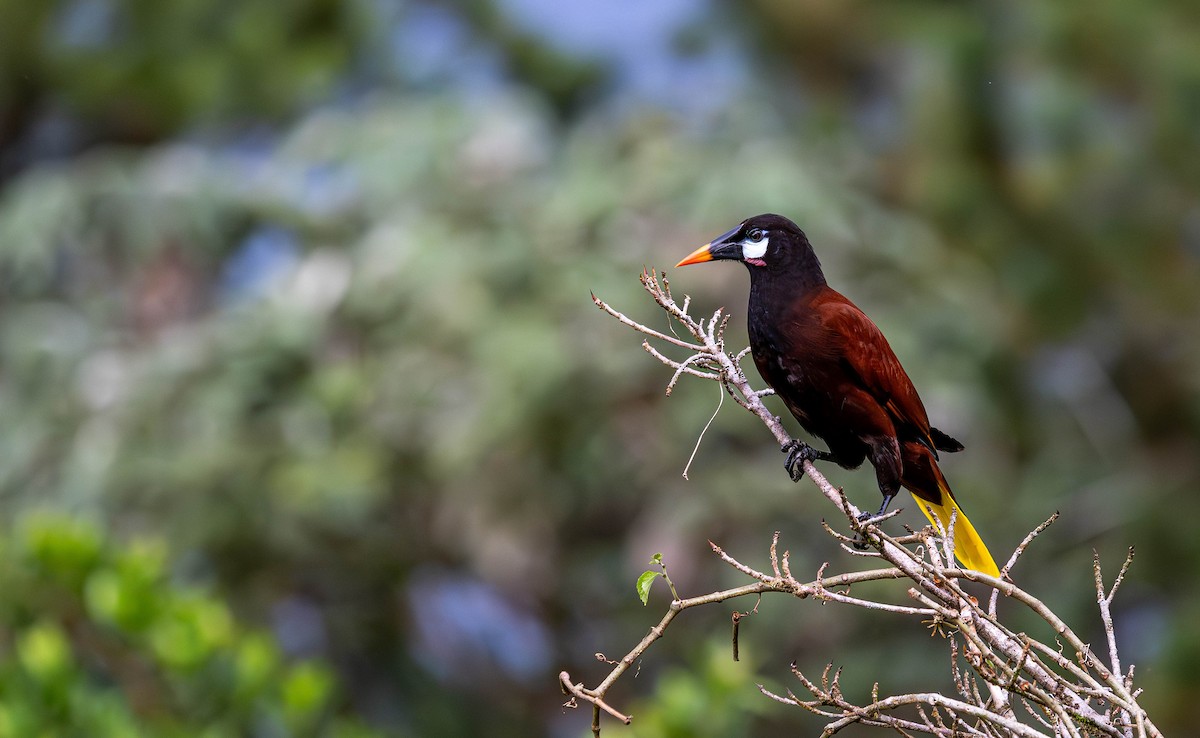 Montezuma Oropendola - ML646977191
