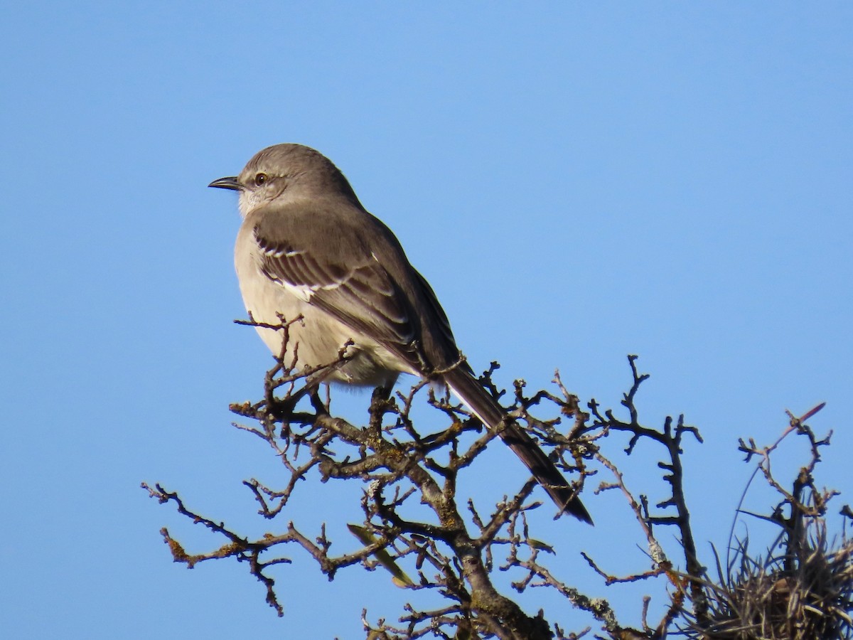 drozdec mnohohlasý - ML646977192