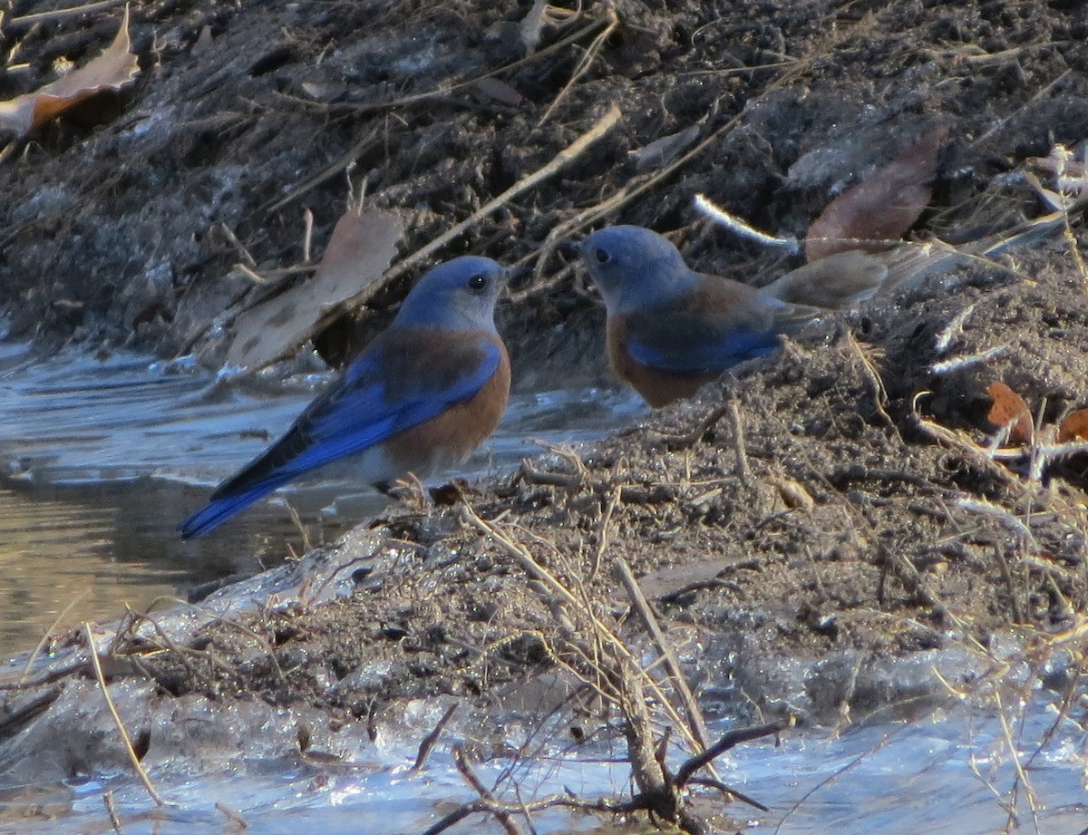 salašník západní - ML646977197