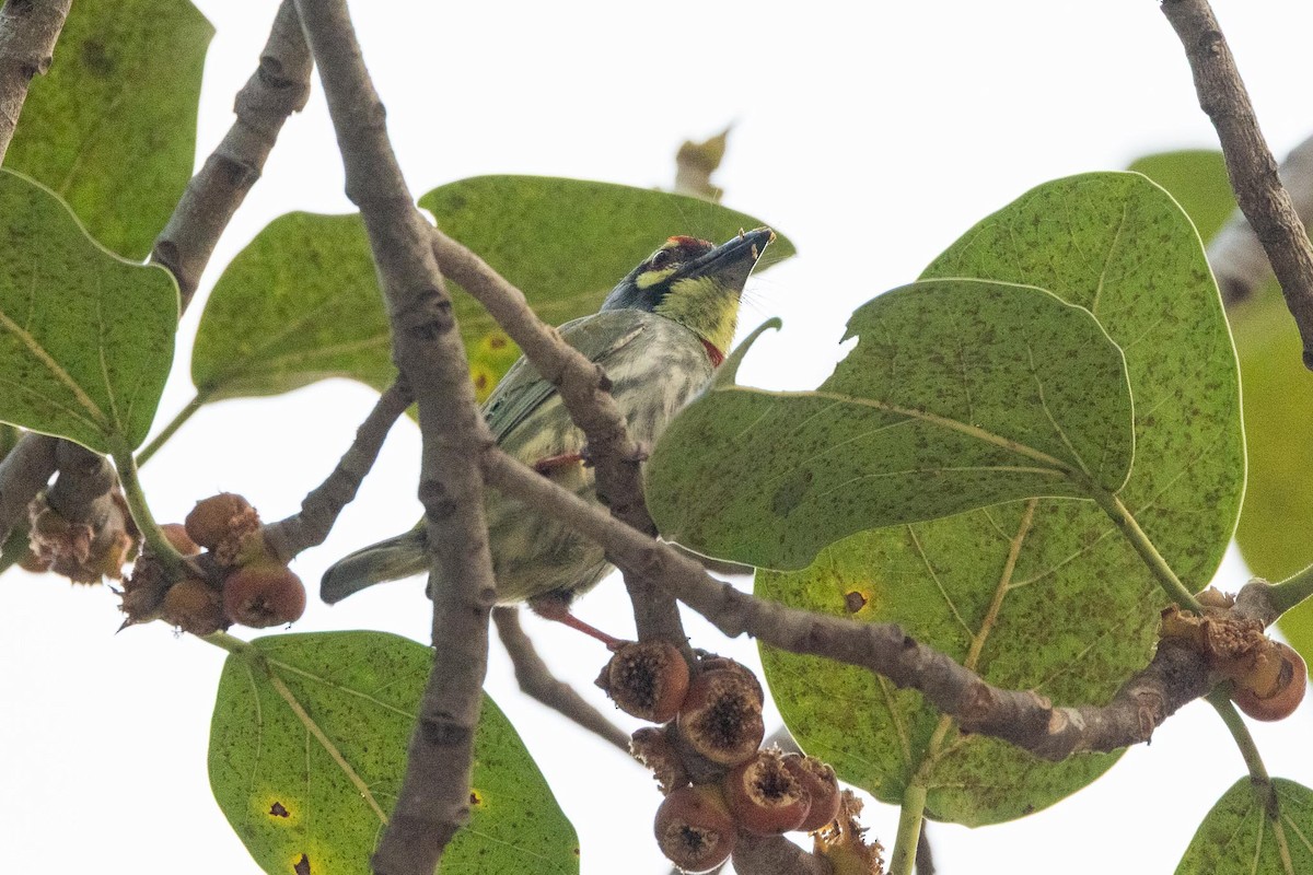 ムネアカゴシキドリ - ML646977198