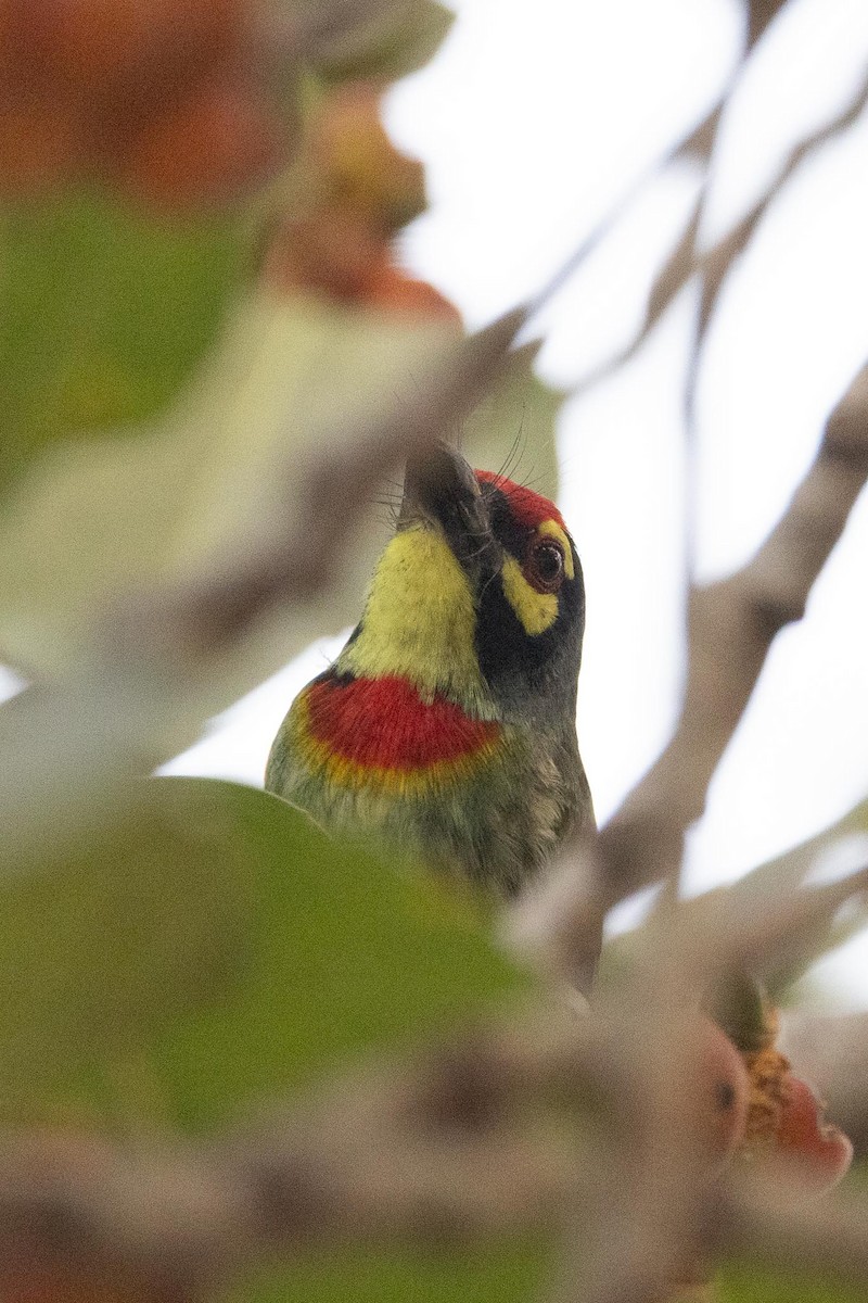 ムネアカゴシキドリ - ML646977199