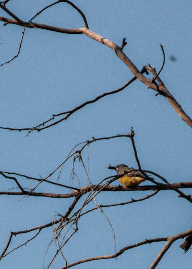 Cassin's Kingbird - ML646977200