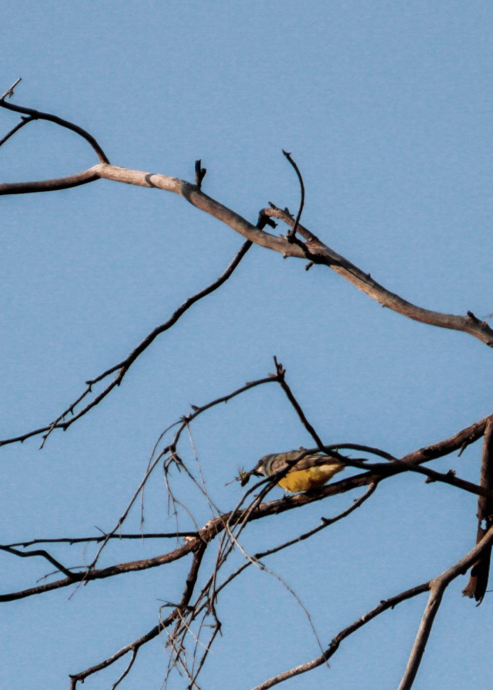 Cassin's Kingbird - ML646977201