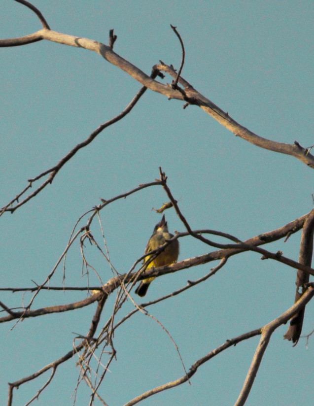 Cassin's Kingbird - ML646977202